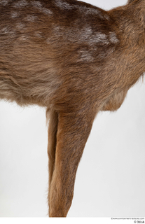 Deer doe chest leg 0001.jpg